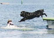 Newfoundland jumping off wooden dock into water