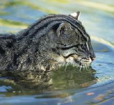 Fishing cat swimming