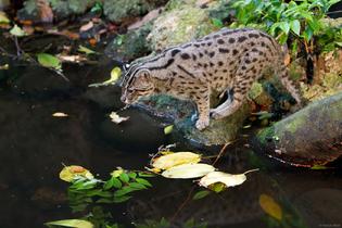 Fishing cat fishing by water