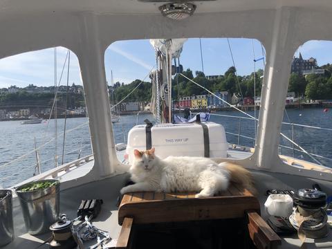 cat relaxing in front of cooler reading "this side up"